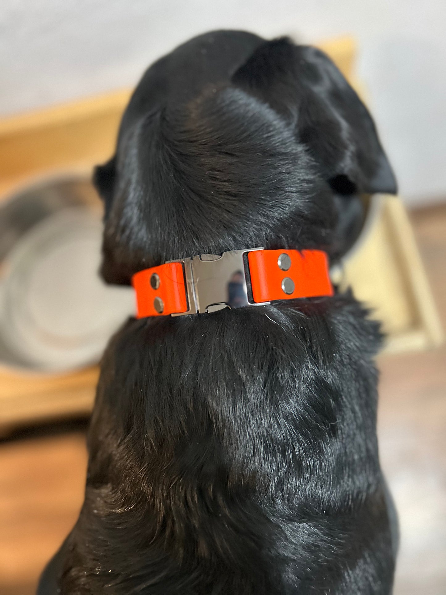 Custom Collar