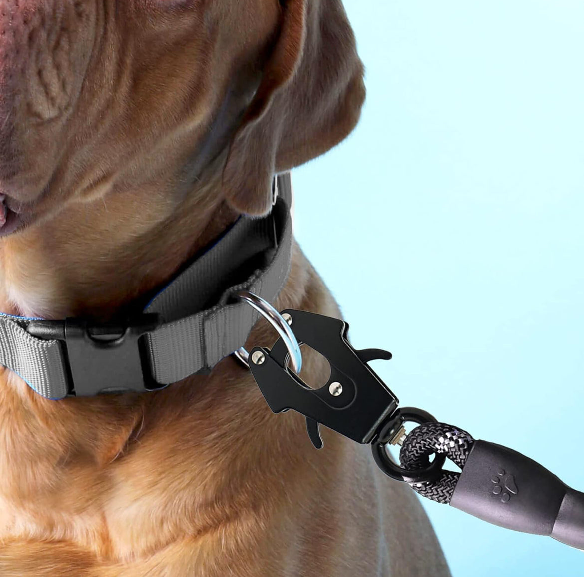 Standard Leash w/Frog Clip